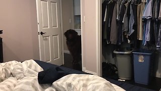 Huge Newfoundland really misses his best friend