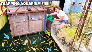 Trapping TONS Of Aquarium FISH From ABANDONED Spillway!