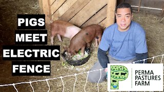 How To Train Pigs To Electric Fence