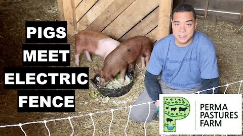 How To Train Pigs To Electric Fence