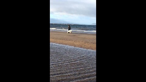 Polish Tatra sheepdog playtime at the beach