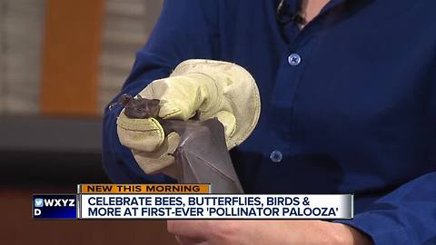 A couple special guests join us in studio to promote the first-ever 'Pollinator Palooza' event