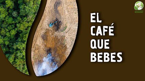 ¿Cómo se cultiva el café?