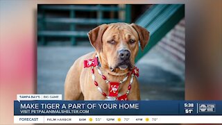 Pet of the week: Make Tiger a part of your home