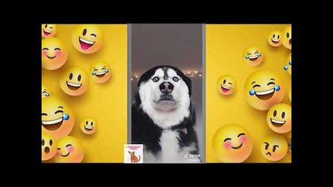 😍Funniest Husky Dog video compilation🤣 try not to laugh