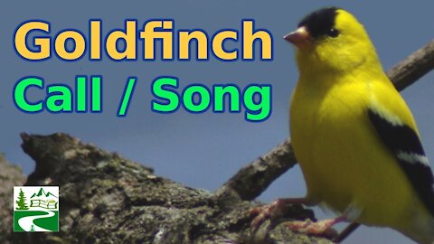 Birds.finchsongbirdsmagazine