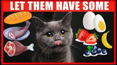 Human Foods that Are Actually Good for Cats