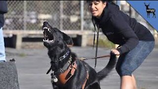 How to turn your dog into a highly sensitive/Aggressive guard dog step by step training processes.