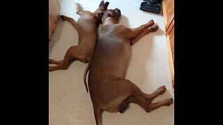 Puppy Rhodesian Ridgeback Can't Let Dog Sleep During Nap Time