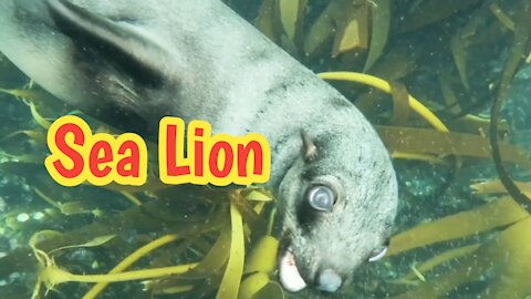 Sea Lions | Sea Lions Swimming | Funny Animal