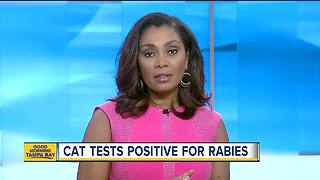 Rabid cat found in Tampa, one person treated for rabies exposure