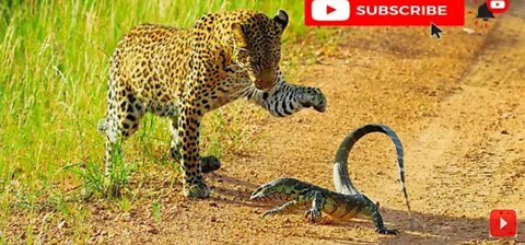 Leopard And Lizard Fighting In The Jungle | Leopard VS Lizard | Animal's Galaxy Video
