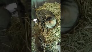 It's afternoon and Skippy is still sleeping on the hay