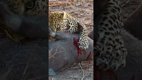 Leopard vs Warthog #shorts