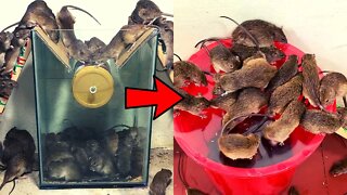 Top 3 Homemade Mouse Traps | The most effective simple mouse trap