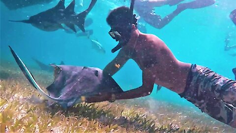 Wild stingray incredibly glides into swimmer's arms in Belize