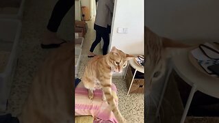 Cat Makes Funny Faces When Playing With Rope #cutecat