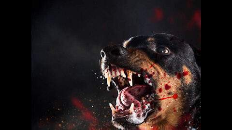 FEARLESS ROTTWEILER VS HUMANS AND ANIMALS