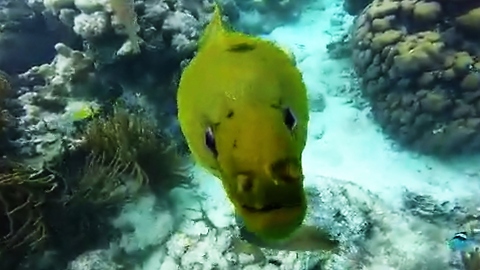 Huge moray eel loves diver and his camera