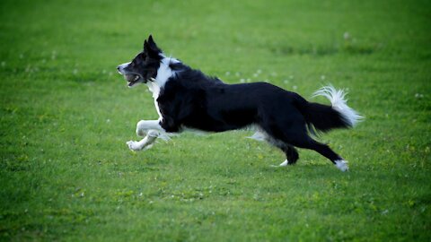 Border Collies Playing in a Park
