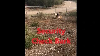 DOGS Security Check Barking at Strange Noise on Command DIY