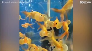 Ces poissons joufflus sont hilarants