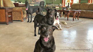 Great Danes Smile For Group Photo With Their Dog Friends