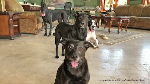 Great Danes Smile For Group Photo With Their Dog Friends