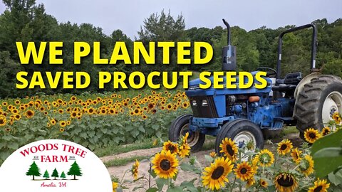 We Planted Saved Procut Sunflower Seeds. See The Result!