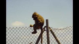 Babuíno fugitivo pratica parkour em edifícios na África do Sul