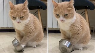 Clever Cat Plays With Food Bowl To Ask For Dinner