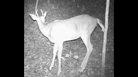 Spike buck 10-6-2023