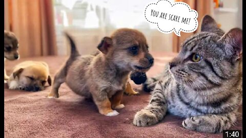 Funny Cat 🐱 Reaction to Puppies | Cute Cats | Dogs Video | #OfficialDeep13