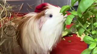 Guinea pigs love fresh basil 🌿