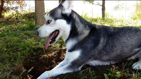 Husky's favourite sport: Digging!
