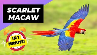 Scarlet Macaw - In 1 Minute! 🦜 One Of The Most Beautiful Parrots In The World | 1 Minute Animals