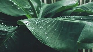 3 HOURS Rain Sound for Sleeping or Studying (Soothing and Calming)