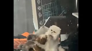 Cute yet Viciously Brutal Puppy vs Kitten Brawl for the ages..