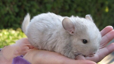 Baby Chinchillas Bouncing Around and Having Fun.