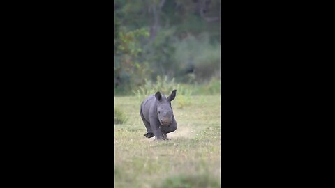 Rhino Baby Cute