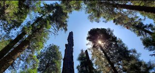 Big Trees of Nelder Grove