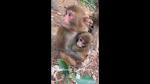 Monkey Funny Video (part-10)