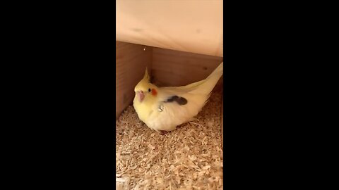 Male bird hatching eggs