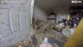 Un exterminateur professionnel s'attaque à un nid de frelons géants