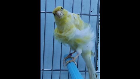 The strongest canary sound for hearing and agitating males to mate and agitating females
