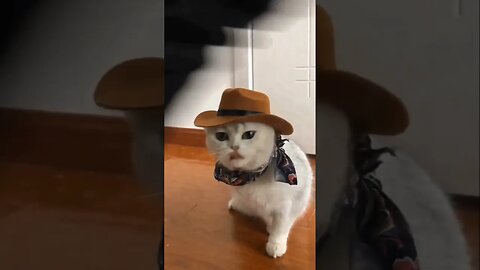 Cat Becomes A CowGirl 🤠