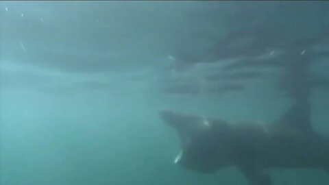 Basking Shark - Interesting facts about Breaching Basking Sharks-7