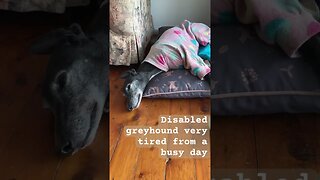 Disabled greyhound tired from activities