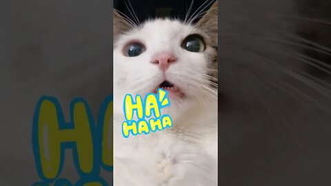 🐱Cutest Cats🐱What is the cat saying？🙀