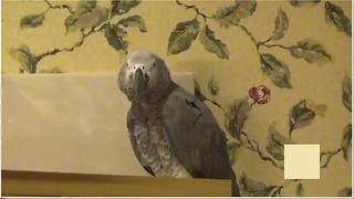 Parrot With A Great Sense Of Humor Teases Owner In Hilarious Fashion